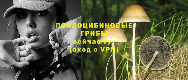 Псилоцибиновые грибы Psilocybine cubensis  где купить   Оса 